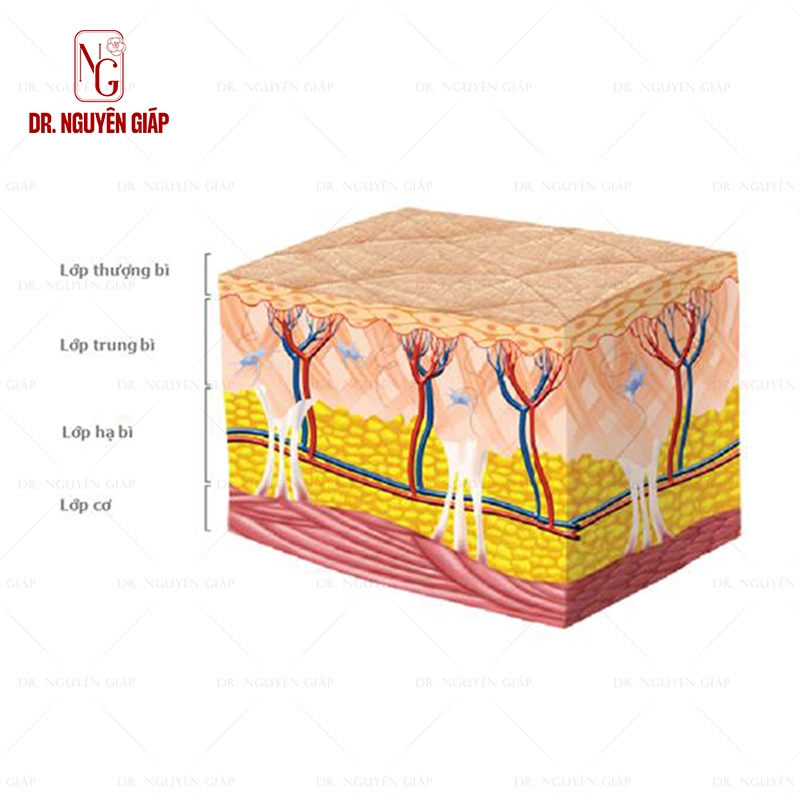 Mesotherapy-tre-hoa-cang-bong-2 Minh họa cấu trúc da cơ bản