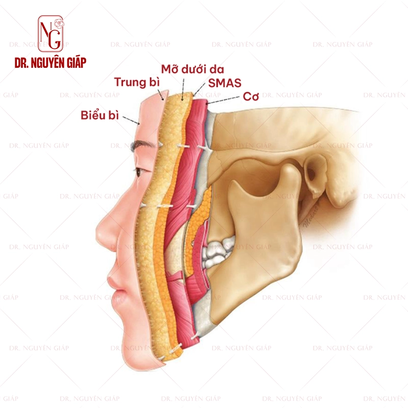 cang da mat 3 Mô phỏng cấu trúc da mặt